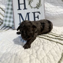 Poodle Puppies from Moore Poodles