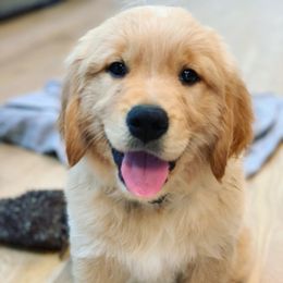 Golden Retriever Puppies from Big Rock Goldens