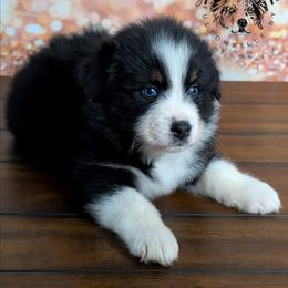 Dream (Blue eyes) - Black tri-color female Australian Shepherd puppy in Fultonville, New York from Sandy Aussies & Pomeranians