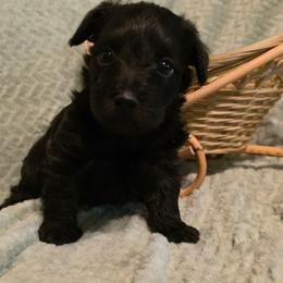 Pearl - Black and white female Schnoodle puppy in Arkansas from Harper's Pups