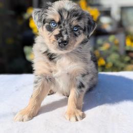 Enzo (Red Collar) - Red merle male Australian Shepherd puppy in Coulee City, Washington from Mr and Mrs Doodle Farm