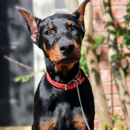 Red Collar - Black and rust male Doberman Pinscher puppy in Houston, Texas from Tycho's Dobermans