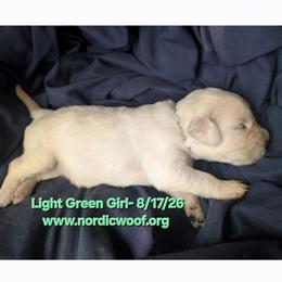 Light Green Girl - Light golden female Golden Retriever puppy in Peoria, Arizona from Nordic Woof's Golden Retrievers