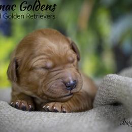 Wonder - Dark golden male Golden Retriever puppy in Chico, California from Glenmac Goldens