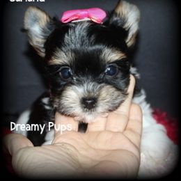 AKC Garland - Black tan and white female Biewer Terrier puppy in Kennesaw, Georgia from Dreamy Pups