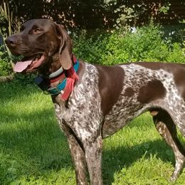 German Shorthaired Pointers from Laurel Creek