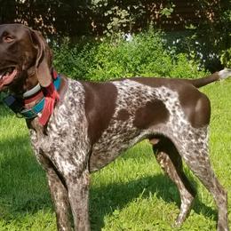 German Shorthaired Pointers from Laurel Creek
