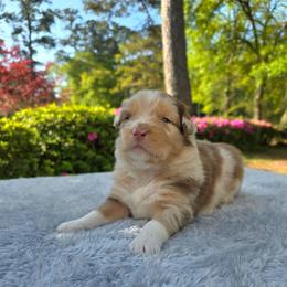 Skittles - Red merle female Australian Shepherd puppy in Summerville, South Carolina from Flowertown Aussies