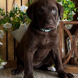 Nora - Brown female Chesapeake Bay Retriever puppy in Ulen, Minnesota from North Wind Gundogs