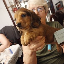 Boy 3 - Red male Dachshund puppy in Penn Run, Pennsylvania from Shannon’s Dachshunds