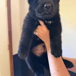 Ralph - green collar - Black male German Shepherd puppy in Winterport, Maine from Vom Stevens Old Fashioned German Shepherds