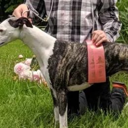 Dogues de Bordeaux and Whippets from Bloom's County Kennel