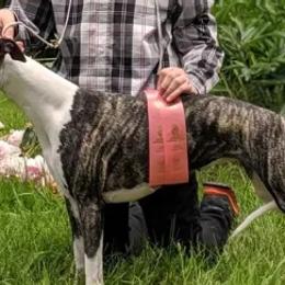 Dogues de Bordeaux and Whippets from Bloom's County Kennel