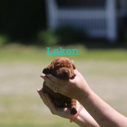 Laken - Yellow female Labrador Retriever puppy in South Lyon, Michigan from Matoskah Meadows Labradors