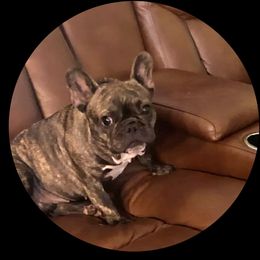 Lola - French Bulldog