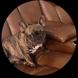 Lola - French Bulldog
