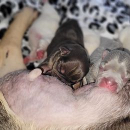 French Bulldog Puppies from 4 Leaf Frenchies