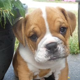 Bulldogs from North Star