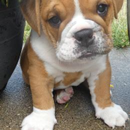 Bulldogs from North Star