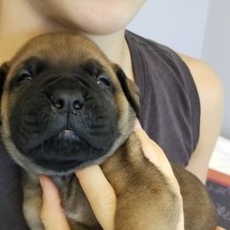 Bullmastiff Puppies from Faulkner Bullmastiffs