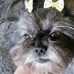 Shih Tzus from Strawn Farm