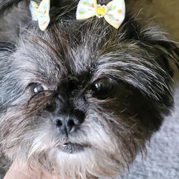 Shih Tzus from Strawn Farm