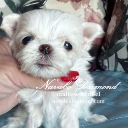 Boy 1 - White male Maltese puppy in Snowville, Utah from Navabo Diamond