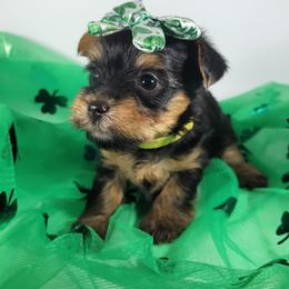 Yellow collar girl - Black and tan female Yorkshire Terrier puppy in Jacksonville, Florida from Yorkieology