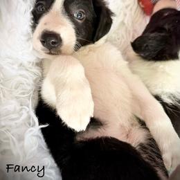 Fancy - Black and white female Border Collie puppy in Cleveland, North Carolina from Morning Glory Farm-border collies/Beyond Brilliant Dog Co.