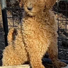 Pippy - Apricot female Poodle puppy in Harrisburg, Missouri from Grammie's  Poodles and Grampies Labradors