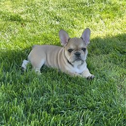 French Bulldog Puppies from The Midwest Frenchies