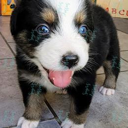 Girl 2 - Black Australian Shepherd puppy in Bakersfield, California from Sager Wiggle Butt Aussies