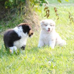 Australian Shepherd Puppies from Platinum Edition