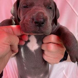 Great Dane Puppies from Darice Ruddell