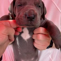 Great Dane Puppies from Darice Ruddell