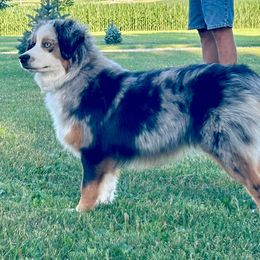 Birdie - Miniature Australian Shepherd