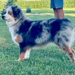 Birdie - Miniature Australian Shepherd