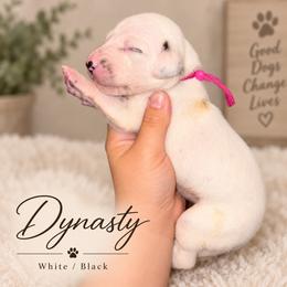 Dynasty - White and black female Dalmatian puppy in Toledo, Ohio from Exquisite Dalmatians & Standard Poodles