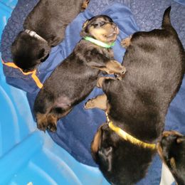 Rottweiler Puppies from Von Haus of Pearl