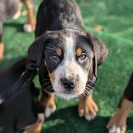 Grey Boy - Black, white and red male Greater Swiss Mountain Dog puppy in Hockessin, Delaware from Simply Swissies