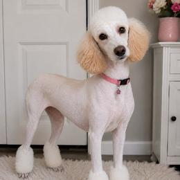 Peaches - Poodle