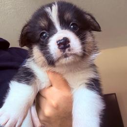 Flynn - Black and tan male Pembroke Welsh Corgi puppy in Saint Johns, Florida from Colebrooke Farm