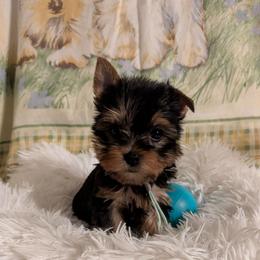 Paul - Black and tan male Yorkshire Terrier puppy in Gatesville, Texas from KontryKritterz Yorkies