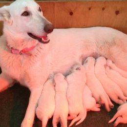 German Shepherds from ASJ White Shepherds, LLC
