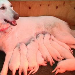 German Shepherds from ASJ White Shepherds, LLC