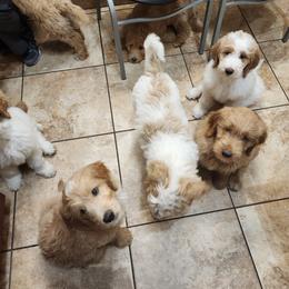 Goldendoodle Puppies from Costa's Curly Canines