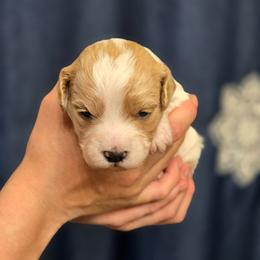 Colby - Parti male Goldendoodle puppy in Crawfordsville, Iowa from DoodleBlessings