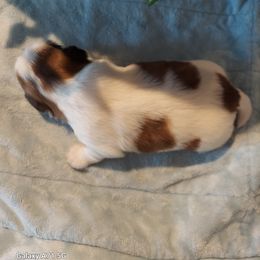 Shih Tzu Puppies from N.F.S.T Imperial ShihTzu Puppies.