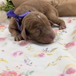 Purple Collar Girl - Red female Cavapoo puppy in Peoria Heights, Illinois from Gardner Lane Puppies