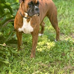 Diva - Boxer